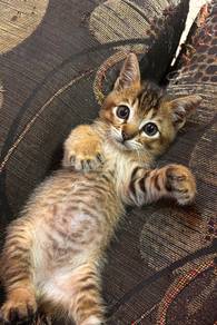 kucing manja