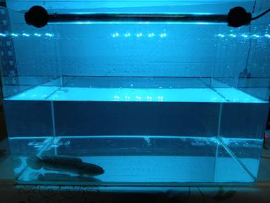Tank 1.5ft package with channa