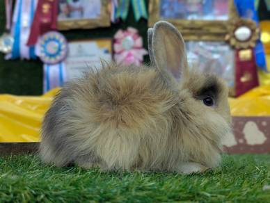 Arnab Mix Teddy Bear Rabbit, 01