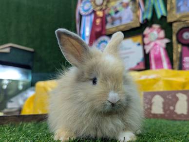 Arnab Mix Teddy Bear Rabbit, 02