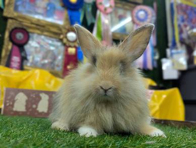 Arnab Mix Teddy Bear Rabbit, 02