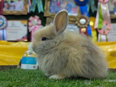 Arnab Mix Teddy Bear Rabbit, 02