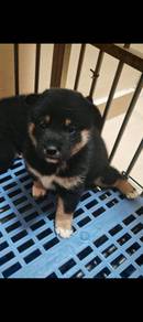 MKA Black/Tan Shiba Inu