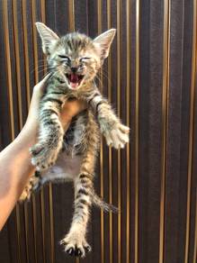 Cats for adoption