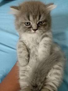 male kitten Persian mix BSH