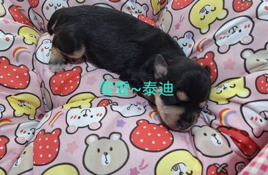 miniature schnauzer 