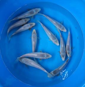 koi fish