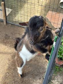 Pygmy goat - Kambing Comel