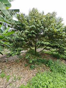 Ayer Baloi Durian dusun/ Harga Termurah/ Pontian