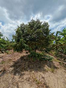 Ayer Baloi Durian dusun/ Harga Termurah/ Pontian