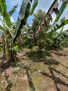 Ayer Baloi Durian dusun/ Harga Termurah/ Pontian