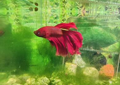 Betta