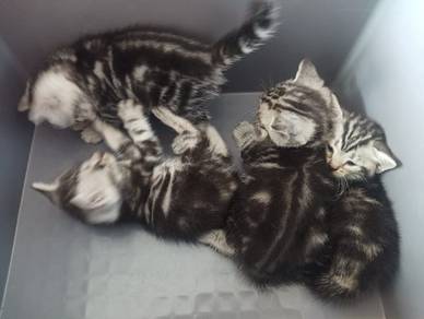 Pure ASH american short hair kitten
(Silver Ta