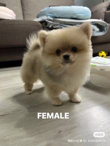 Pomeranian puppy