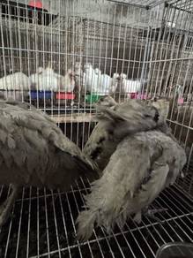 Anak Merak opal