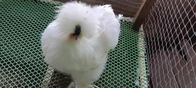 Ayam silkie USA