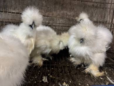 Ayam silkie USA