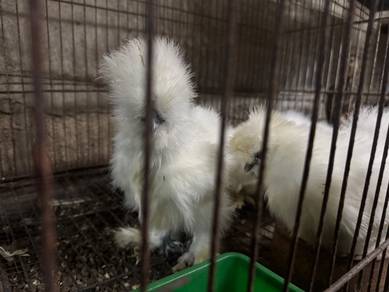 Ayam silkie USA