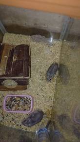 hamster 
