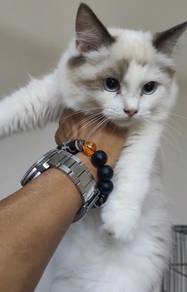 Ragdoll male kitten