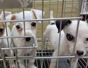 Jack Russell terrier JRT puppies