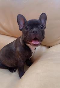 French bulldog Female pup with aka
