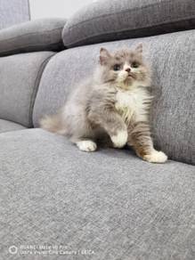 British Longhair Blh lilac bicolor kitten