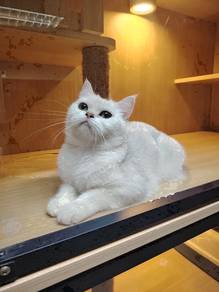 British Shorthair Silver Female kitten
