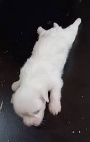 Maltese male MKA cert puppy