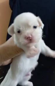 Maltese male MKA cert puppy