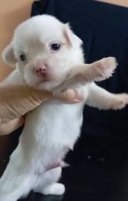 Maltese male MKA cert puppy