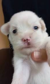 Maltese male MKA cert puppy
