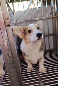 Corgi Male puppy tri color