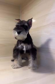 Miniature Schnauzer IMPORTED CHINA