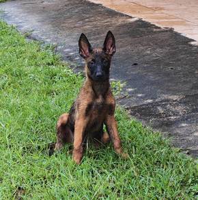 Belgian shepherd Malinois High Quality puppy