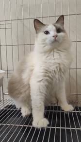 Ragdoll Quality Kitten male