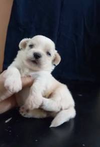 Maltese puppies mka cert