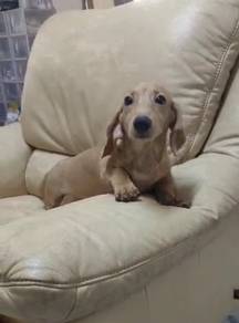 Miniature Dachshund female pup