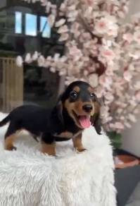 Miniature Dachshund High Quality Import Male