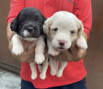 Beagle male and female puppy