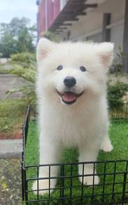 Samoyed import high quality male puppy