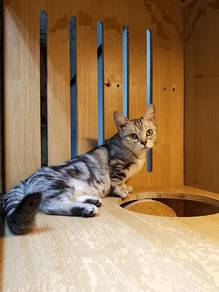 American Shorthair Munchkin Imported China female