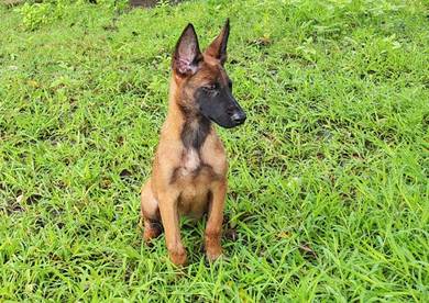 Malinois Belgian shepherd High Quality puppy