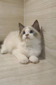 Ragdoll High Quality Male kitten import China