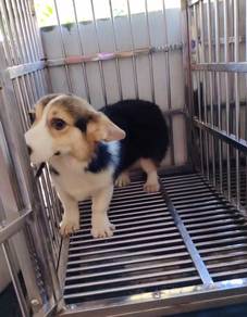 Corgi female puppy