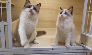 Ragdoll High Quality Female kitten import China