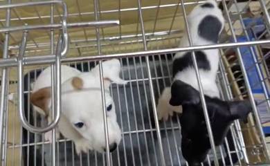 Jack Russell terrier Male puppies Jrt
