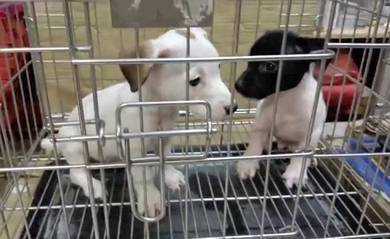 Jack Russell terrier Male puppies Jrt