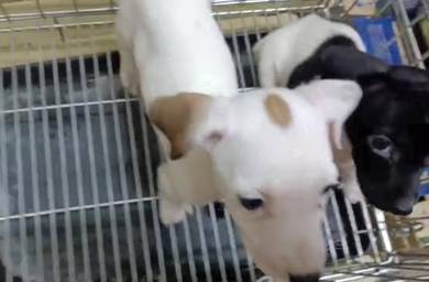 Jack Russell terrier Male puppies Jrt