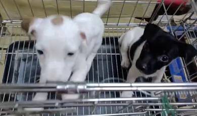 Jack Russell terrier Male puppies Jrt